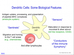 树突状细胞生物特性  ( Steimann 2011 )