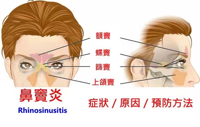 鼻窦有什么功能？