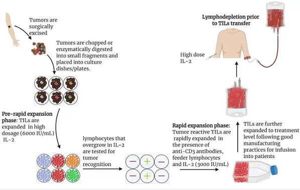 TILs细胞治疗流程